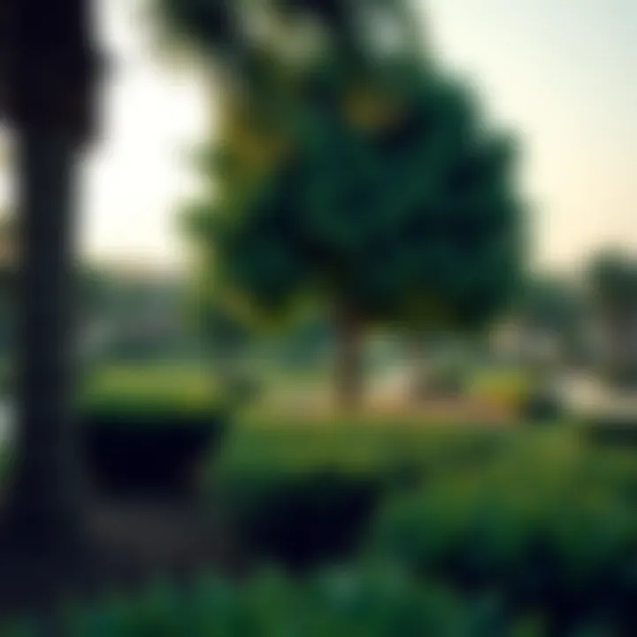 Lush green parks and recreational areas in Gardenia