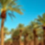 A picturesque landscape showcasing extensive palm groves under a clear blue sky