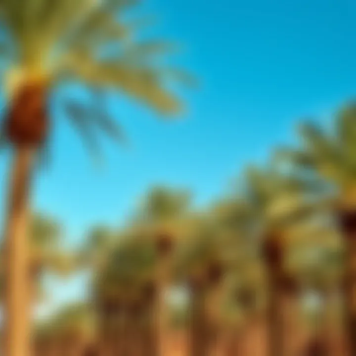 Vast Palm Groves in Ras Al Khaimah A picturesque landscape showcasing extensive palm groves under a clear blue sky