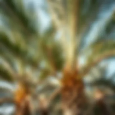 Diverse Palm Species of Ras Al Khaimah Close-up of different species of palms cultivated in Ras Al Khaimah, revealing their unique textures and colors