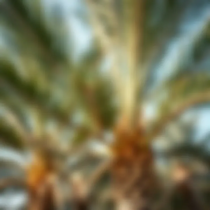 Diverse Palm Species of Ras Al Khaimah Close-up of different species of palms cultivated in Ras Al Khaimah, revealing their unique textures and colors