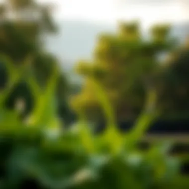 Lush green landscapes and community parks that enhance the living experience in Vida.